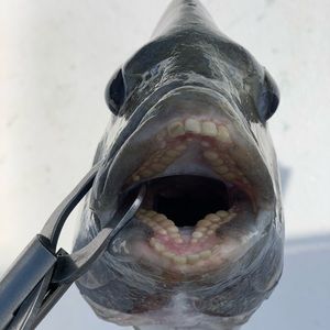 Meet your Posher, Clay